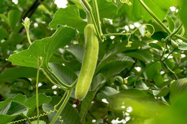 Bottle Gourd